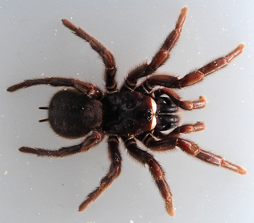 Sydney Funnel Web Spider - Atrax robustus - Australian Spiders and their Faces Sydney Funnel Web Spider - Atrax robustus - Australian Spiders and their Faces