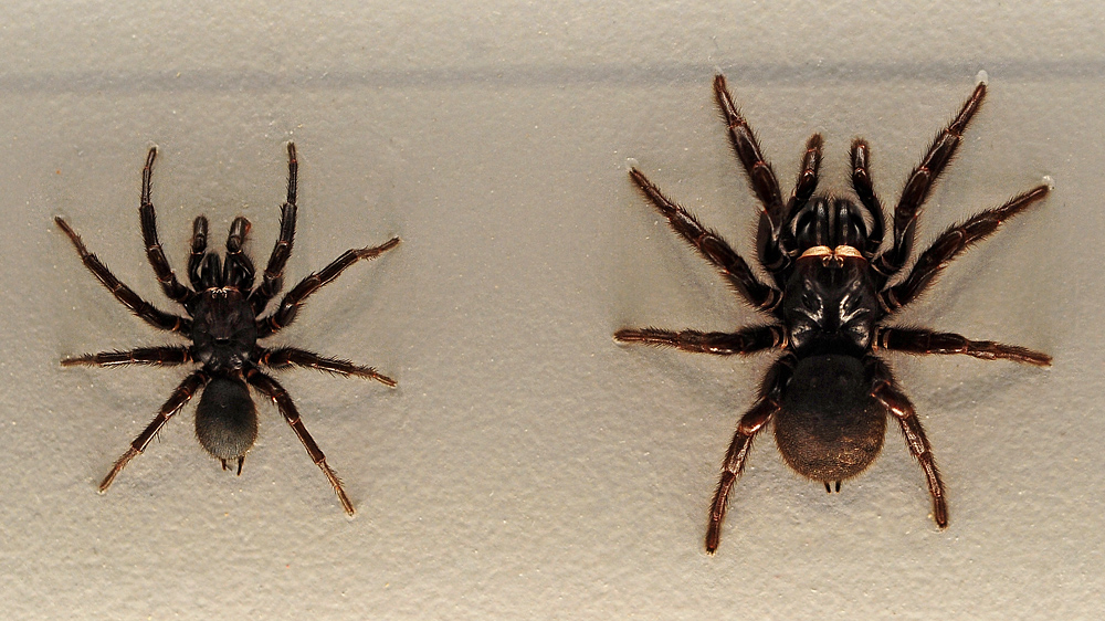 Sydney Funnel Web Spider - Atrax robustus Sydney Funnel Web Spider - Atrax robustus
