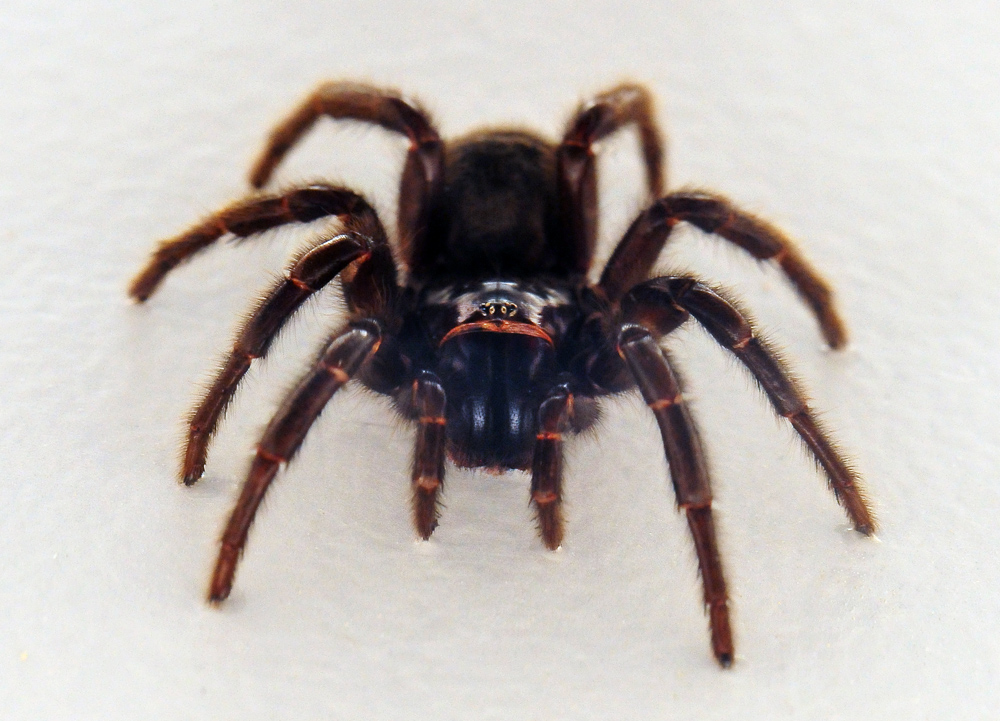 Sydney Funnel Web Spider - Atrax robustus Sydney Funnel Web Spider - Atrax robustus