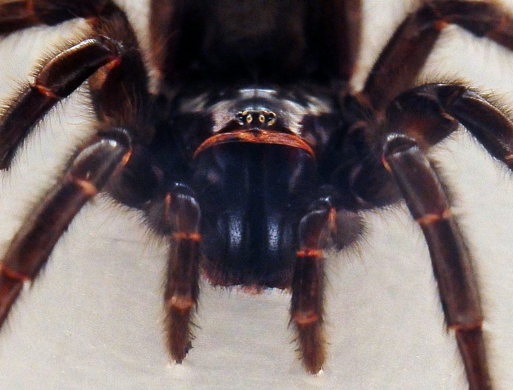 Sydney Funnel Web Spider - Atrax robustus Sydney Funnel Web Spider - Atrax robustus
