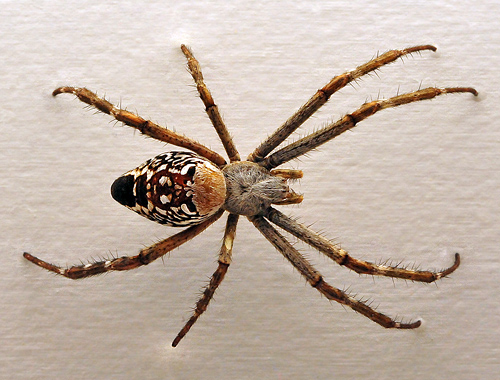 Tent Orb-Weaving Spider - Cyrtophora moluccensis - Australian Spiders and their Faces Tent Orb-Weaving Spider - Cyrtophora moluccensis - Australian Spiders and their Faces