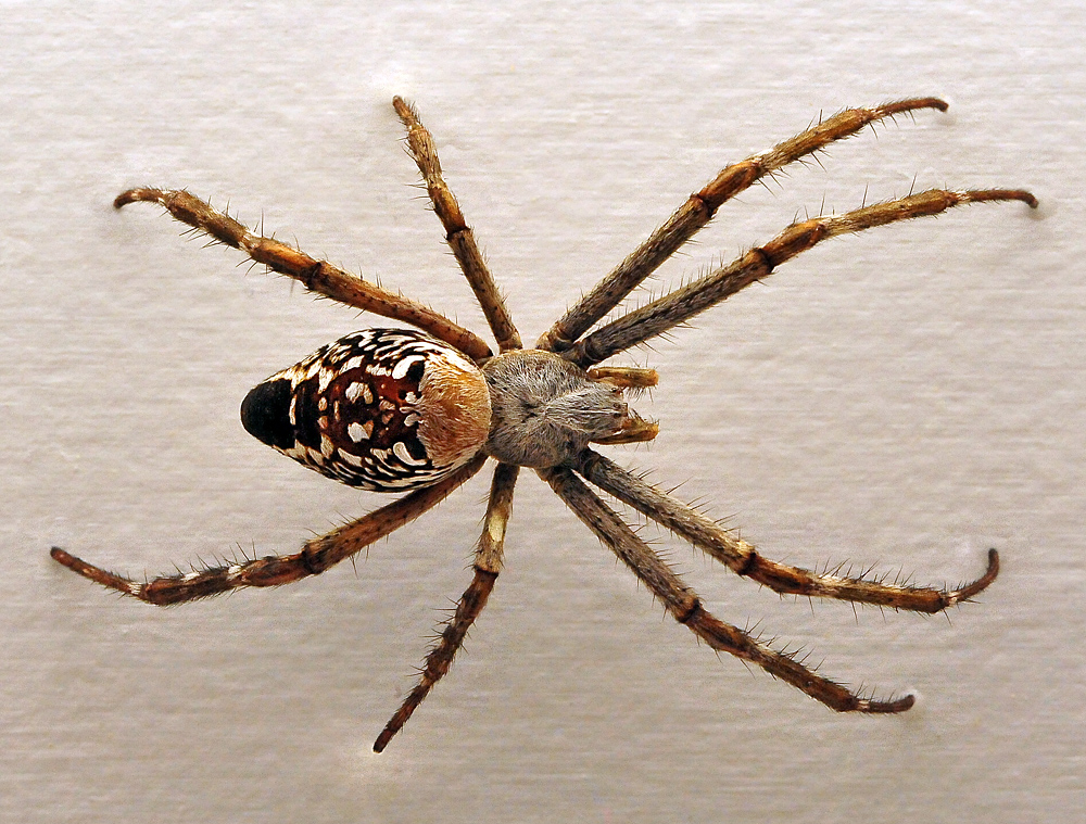 Tent Orb-Weaving Spider - Cyrtophora moluccensis Tent Orb-Weaving Spider - Cyrtophora moluccensis