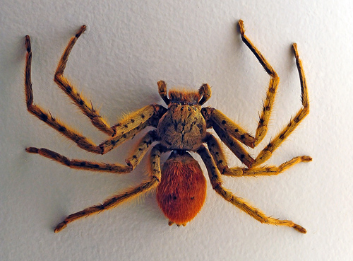 Tiger Huntsman Spider - Typostola Sp. or possibly Beregama Sp. - Australian Spiders and their Faces Tiger Huntsman Spider - Typostola Sp. or possibly Beregama Sp. - Australian Spiders and their Faces