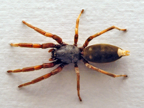 White Tailed Spider - Lampona murina - Australian Spiders and their Faces White Tailed Spider - Lampona murina - Australian Spiders and their Faces