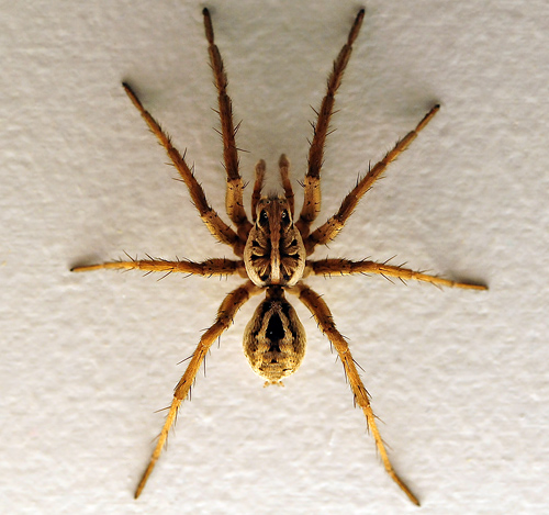 Wolf Spider - Allocosa obscuroides - Australian Spiders and their Faces Wolf Spider - Allocosa obscuroides - Australian Spiders and their Faces