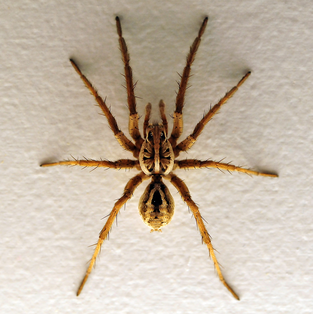 Wolf Spider - Allocosa obscuroides Wolf Spider - Allocosa obscuroides