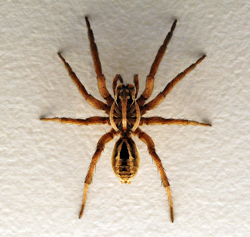 Wolf Spider - Allocosa obscuroides Wolf Spider - Allocosa obscuroides