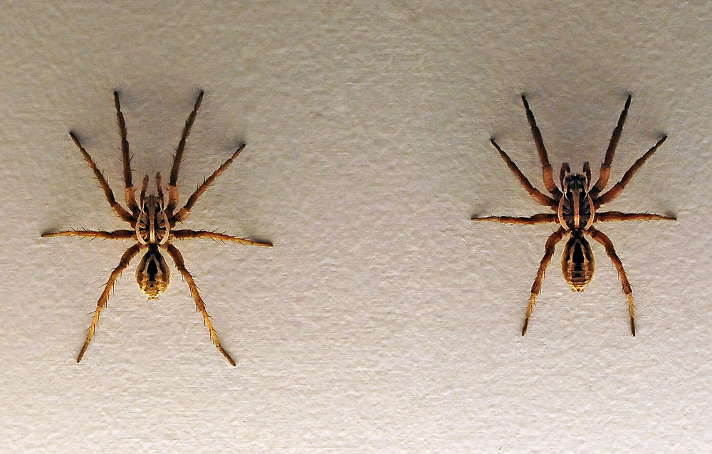 Wolf Spider - Allocosa obscuroides Wolf Spider - Allocosa obscuroides