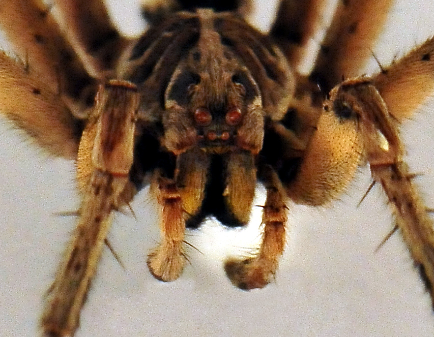 Wolf Spider - Allocosa obscuroides Wolf Spider - Allocosa obscuroides