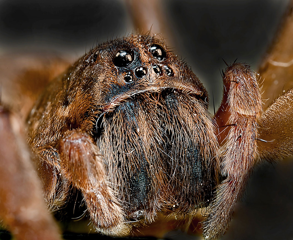 Wolf Spider, Species Unknown Wolf Spider - Allocosa obscuroides