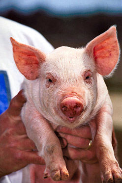 Swine Flu Survival  Surviving the Swine Flu Pandemic