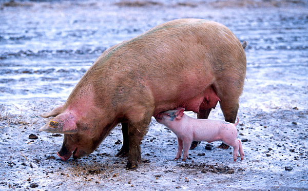 Swine Flu Survival — Surviving the Swine Flu Pandemic Swine Flu Survival — Surviving the Swine Flu Pandemic