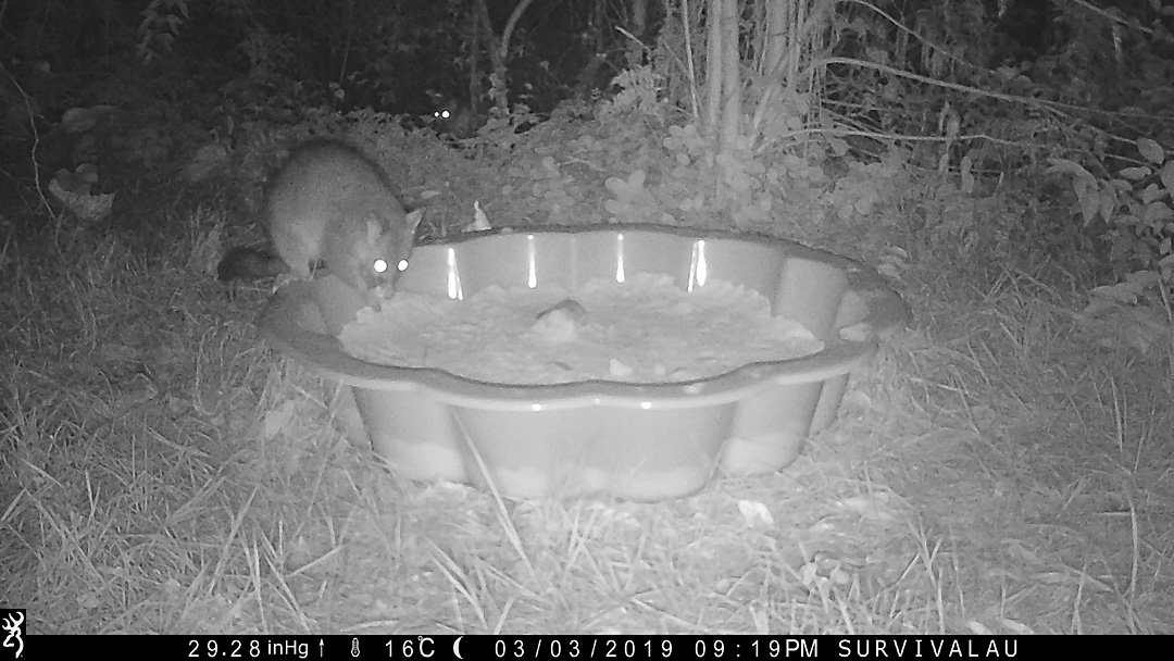 Brushtail possums visited the tracking box. I did not know they were interested in meat. Look for the extra pair of eyes - Make an Instant Tracking Box to Learn Animal Tracking - Survive.au
