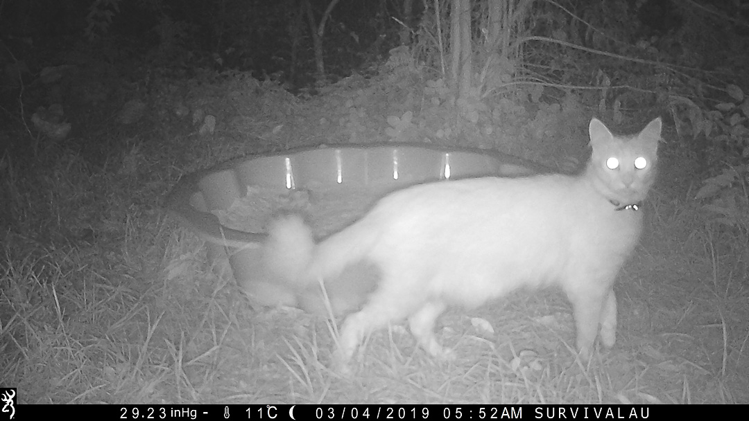 A cat visits the tracking box at night this time - Make an Instant Tracking Box to Learn Animal Tracking - Survive.au
