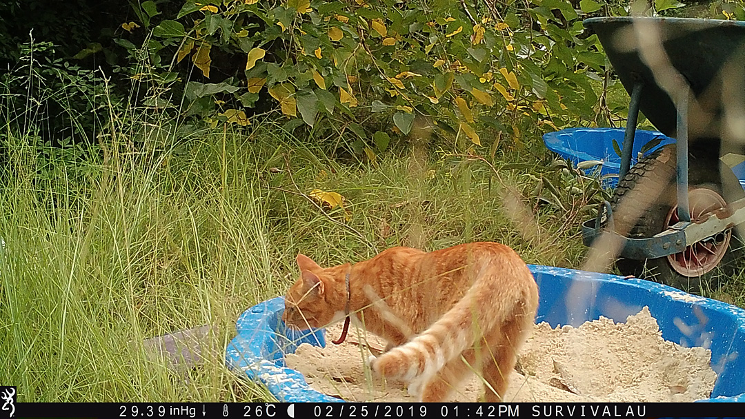 In the afternoon a cat visits the tracking box. There were 13 photos showing the cat at this time of its visit - Make an Instant Tracking Box to Learn Animal Tracking - Survive.au