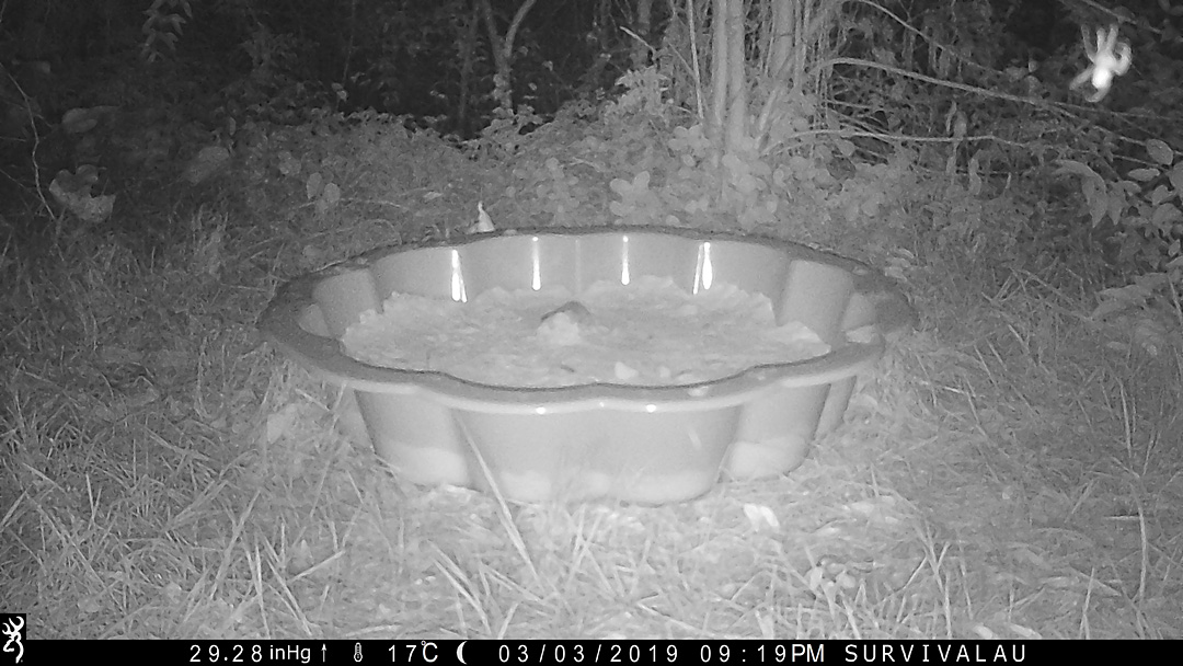 The trail camera captured this orb-weaving spider near the tracking box - Make an Instant Tracking Box to Learn Animal Tracking - Survive.au