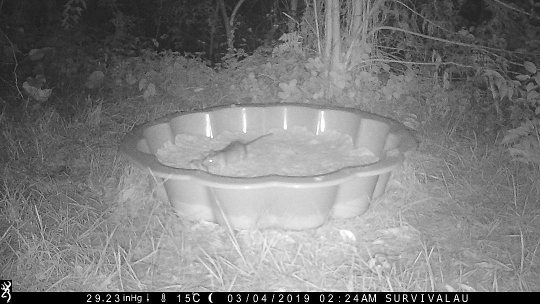 A rat drags the meat across the sand in the tracking box - Make an Instant Tracking Box to Learn Animal Tracking - Survive.au