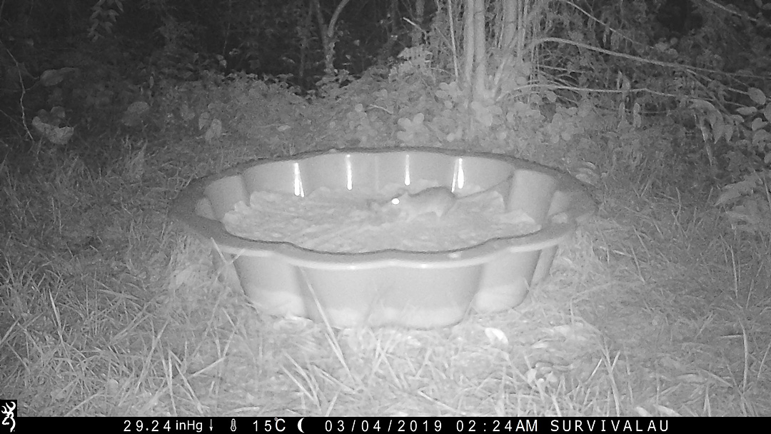 A rat finishes dragging the meat across the sand in the tracking box - Make an Instant Tracking Box to Learn Animal Tracking - Survive.au