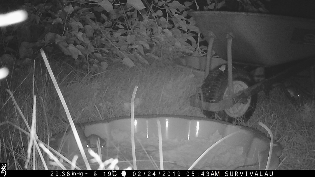 The rats are eating the meat. In the whole series of 152 photos this was from, the rats barely went down into the actual sand at all. (So there was not much in the way of noticeable rat tracks.) Look under the wheelbarrow - Make an Instant Tracking Box to Learn Animal Tracking - Survive.au
