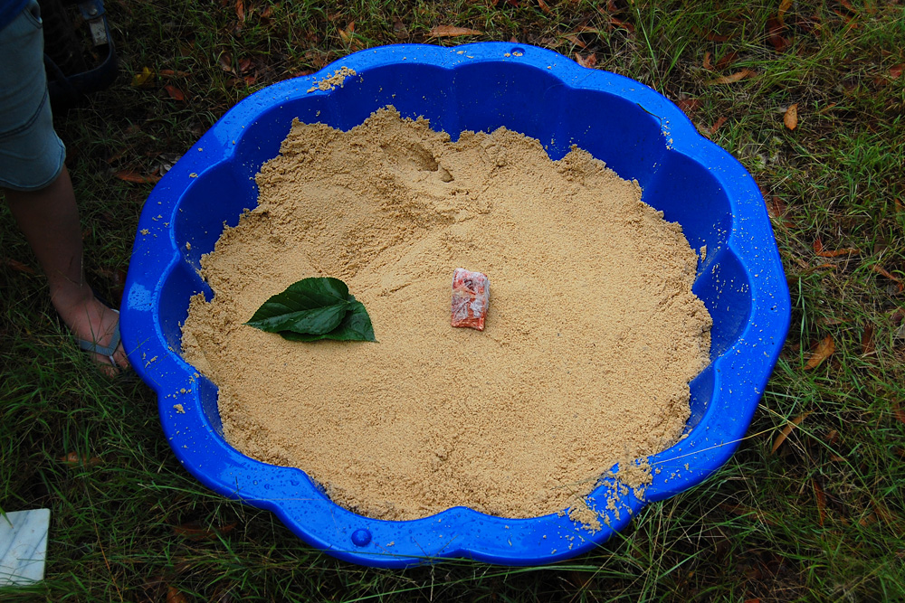 Sandpit tracking box with cheap pet-grade meat as bait - Make an Instant Tracking Box to Learn Animal Tracking - Survive.au