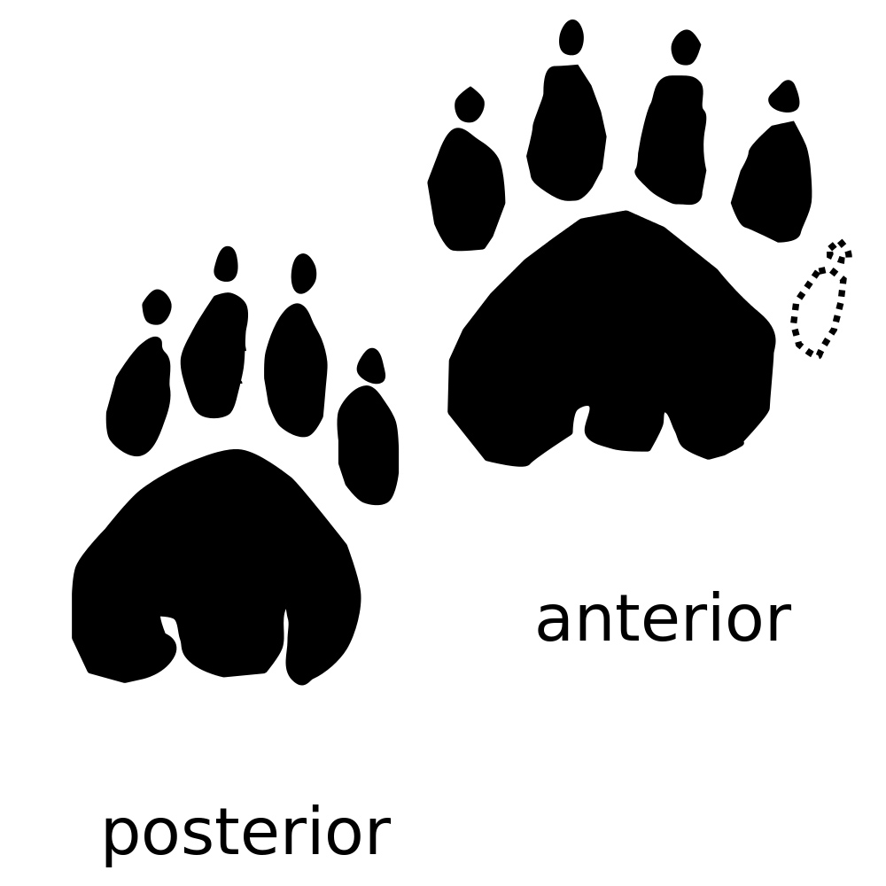 Animal Tracking Quiz, Question 8 - Can you identify this animal track?