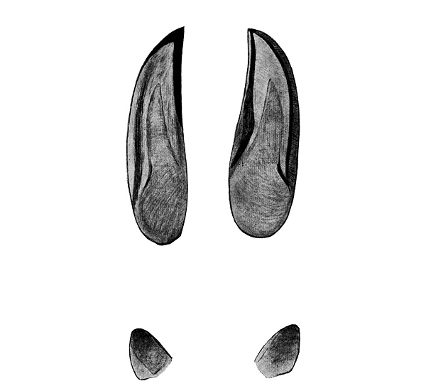 Animal Tracking Quiz, Question 9 - Can you identify this animal track?