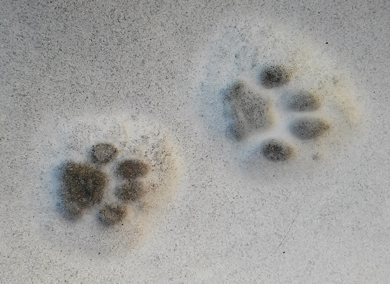 Animal Tracking Quiz, Question 1 - Can you identify this animal track?