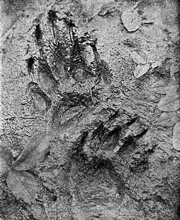 Animal Tracking Quiz, Question 3 - Can you identify this animal track?
