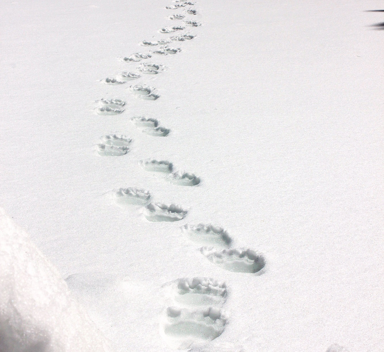 Animal Tracking Quiz, Question 5 - Can you identify this animal track?