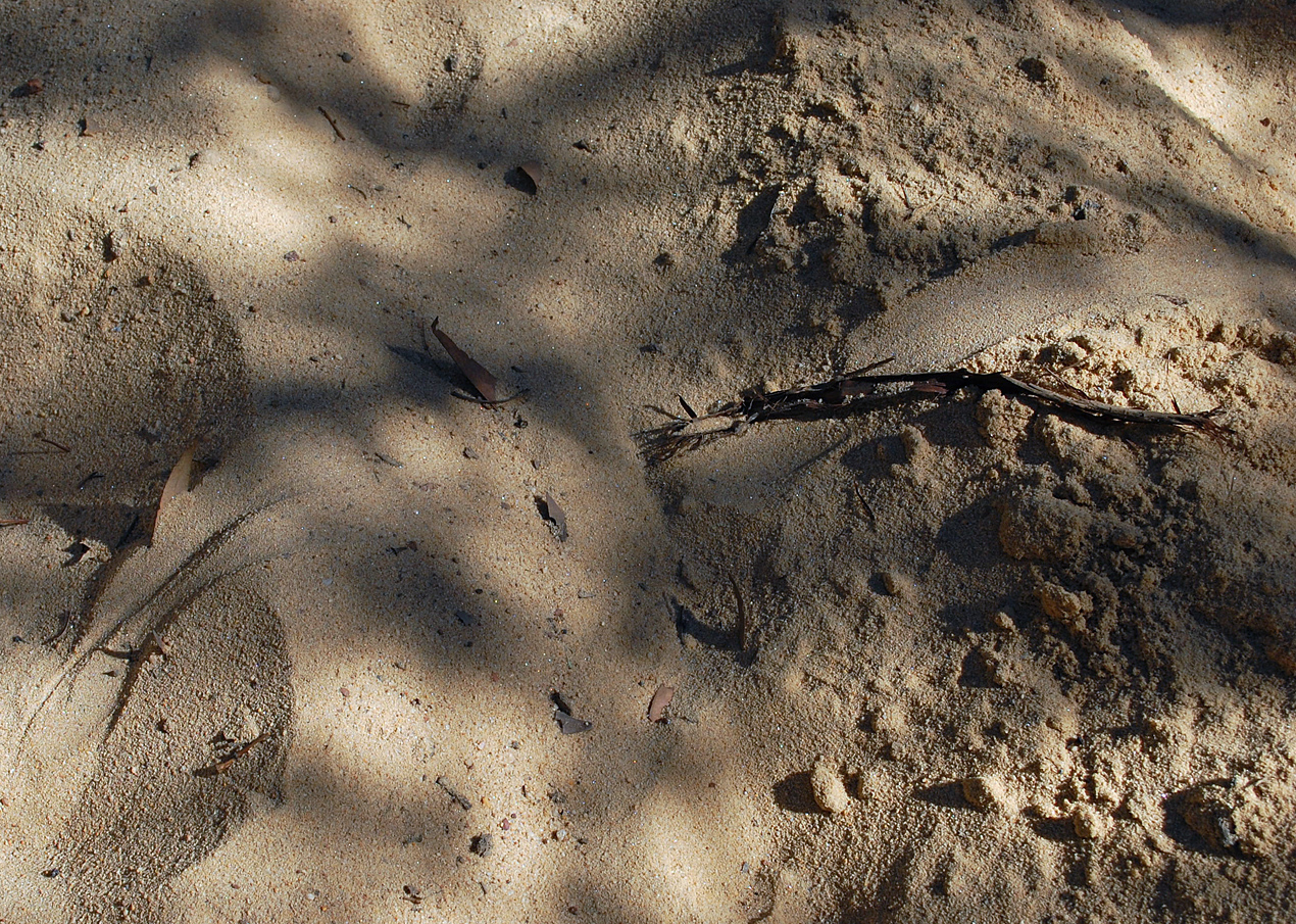Animal Tracking Quiz, Question 10 - Can you identify this animal track?