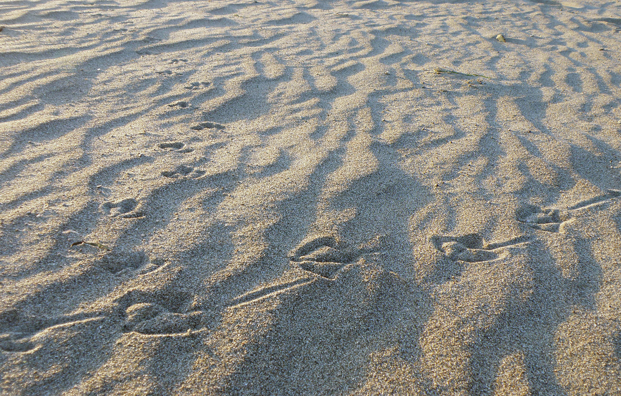 Animal Tracking Quiz, Question 1 - Can you identify this animal track?