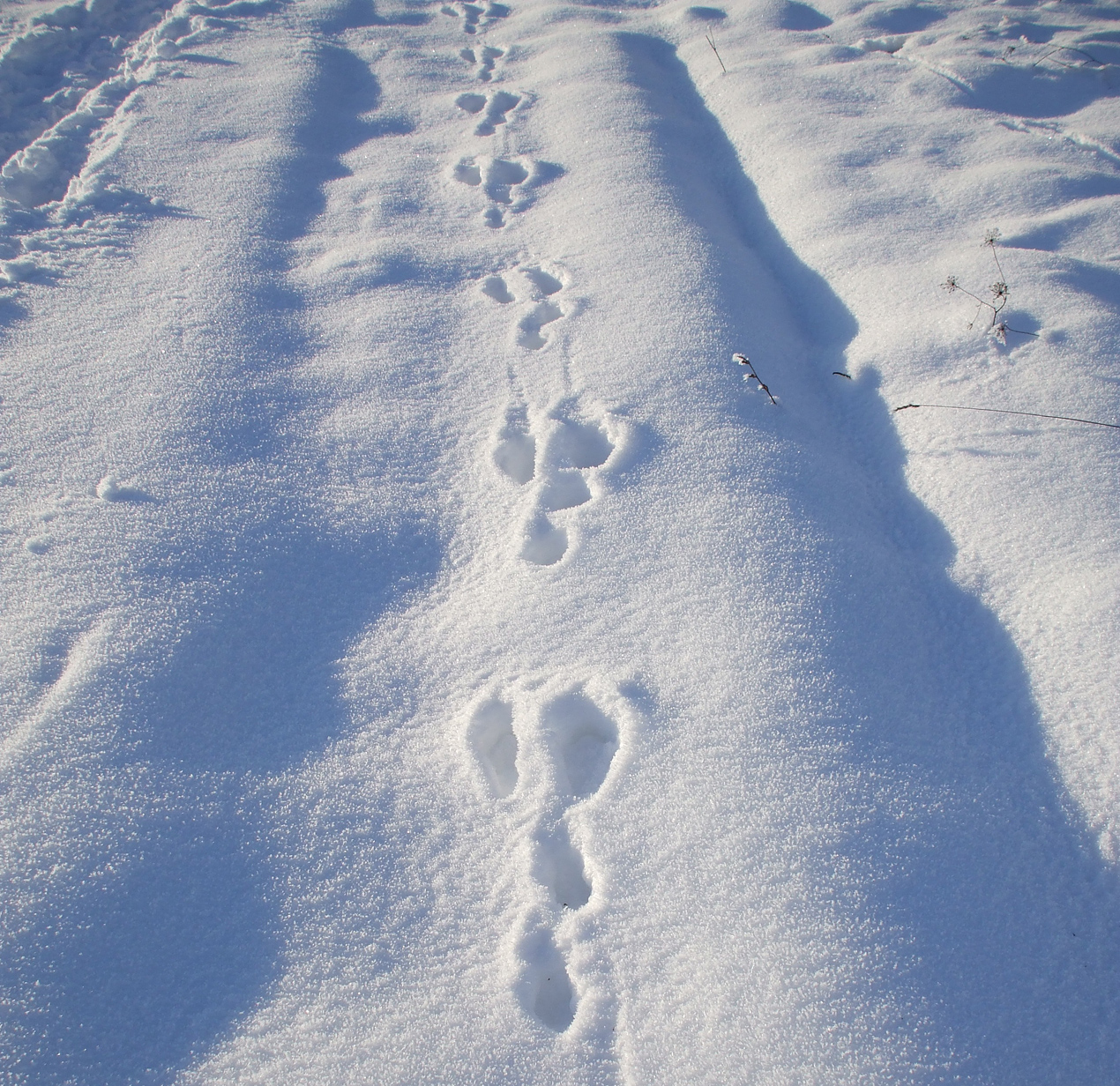 Animal Tracking Quiz, Question 9 - Can you identify this animal track?