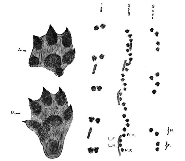 Animal Tracking Quiz, Question 6 - Can you identify this animal track?