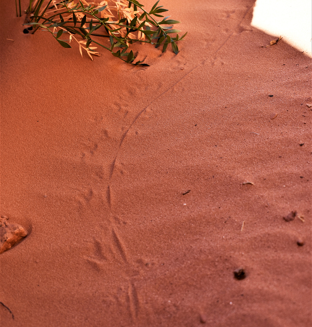 Animal Tracking Quiz, Question 4 - Can you identify this animal track?