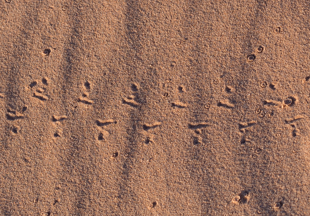 Animal Tracking Quiz, Question 4 - Can you identify this animal track?