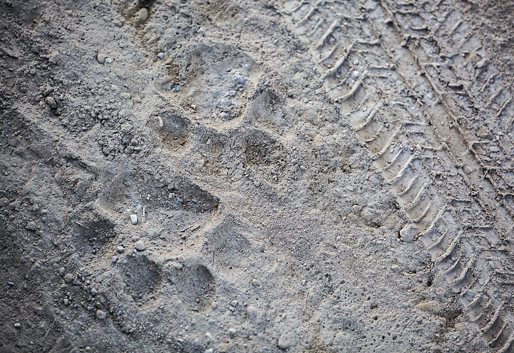 Animal Tracking Quiz, Question 9 - Can you identify this animal track?