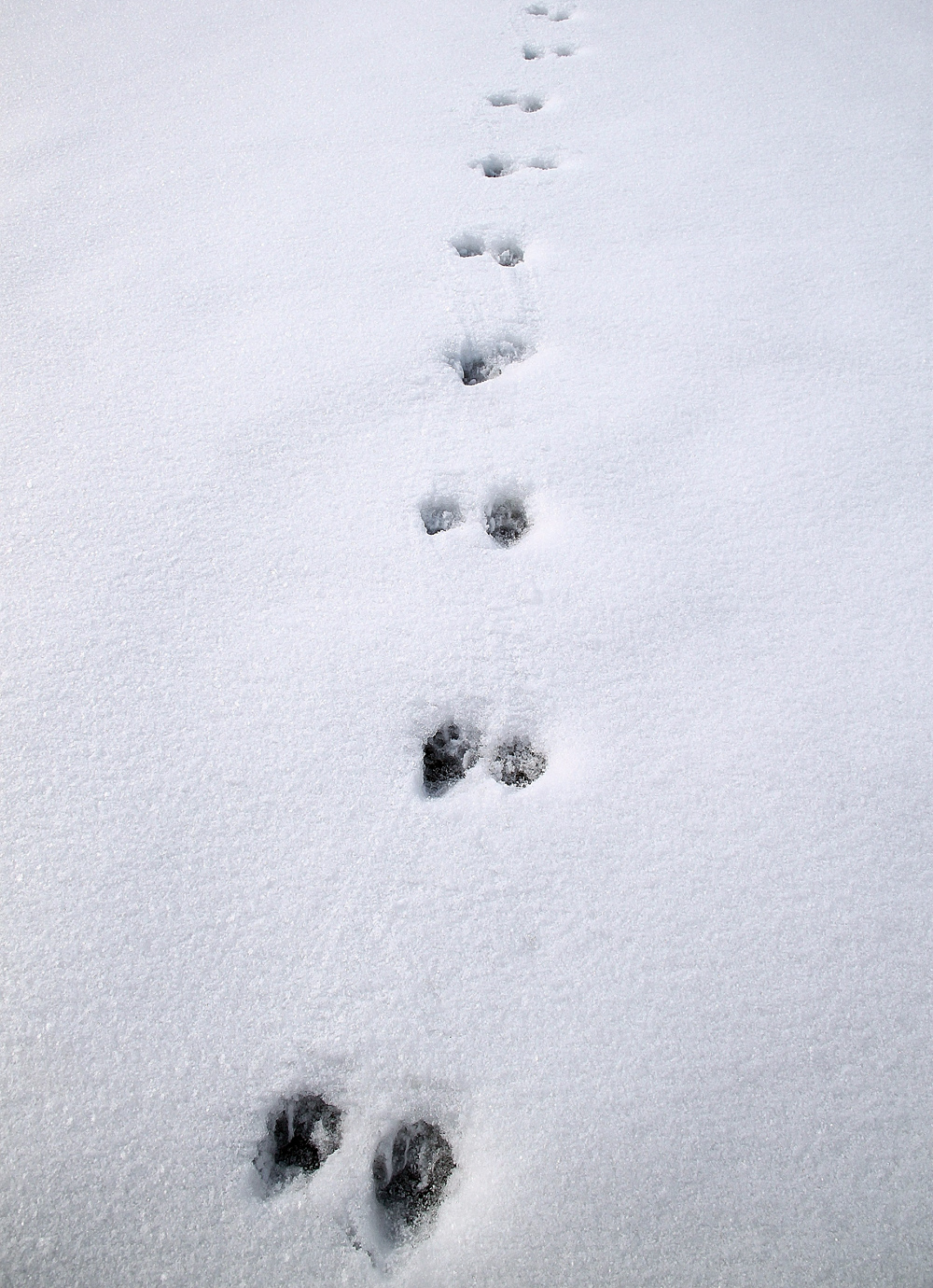 Animal Tracking Quiz, Question 7 - Can you identify this animal track?