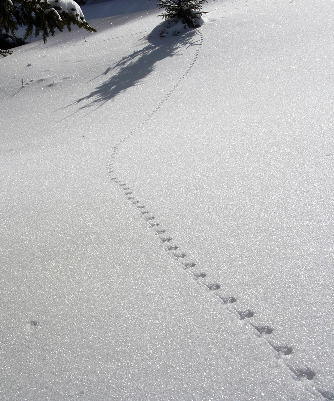 Animal Tracking Quiz, Question 8 - Can you identify this animal track?