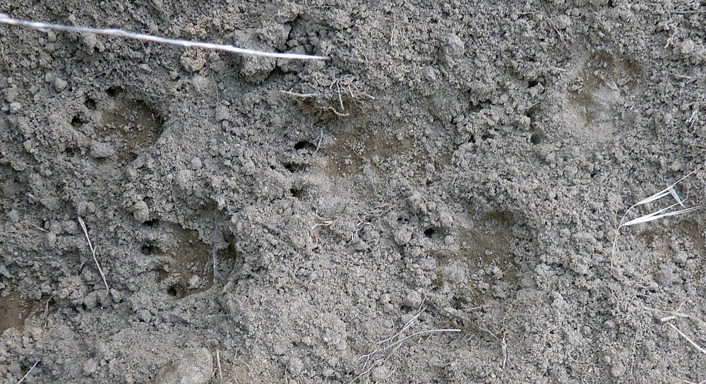 Animal Tracking Quiz, Question 10 - Can you identify this animal track?