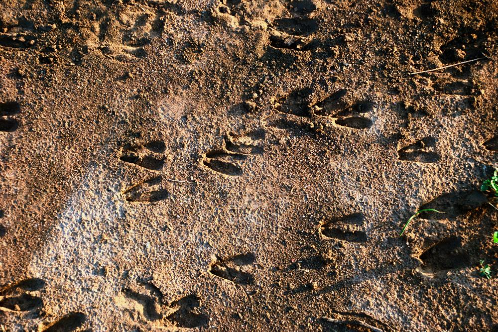 Animal Tracking Quiz, Question 4 - Can you identify this animal track?