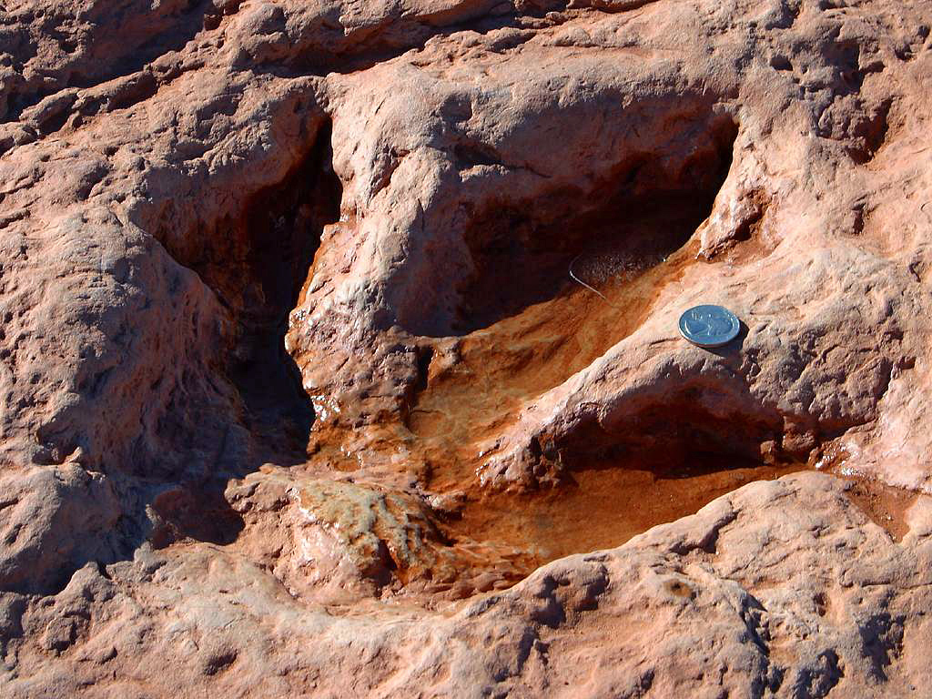 Animal Tracking Quiz, Question 1 - Can you identify this animal track?