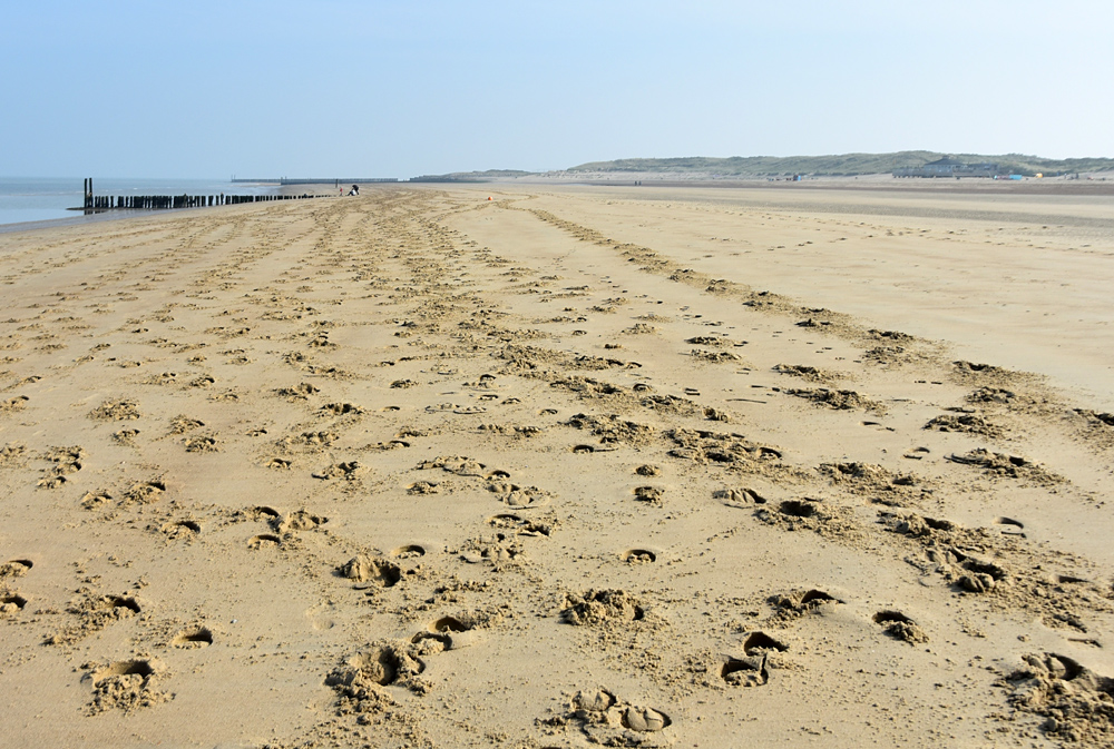 Animal Tracking Quiz, Question 2 - Can you identify this animal track?