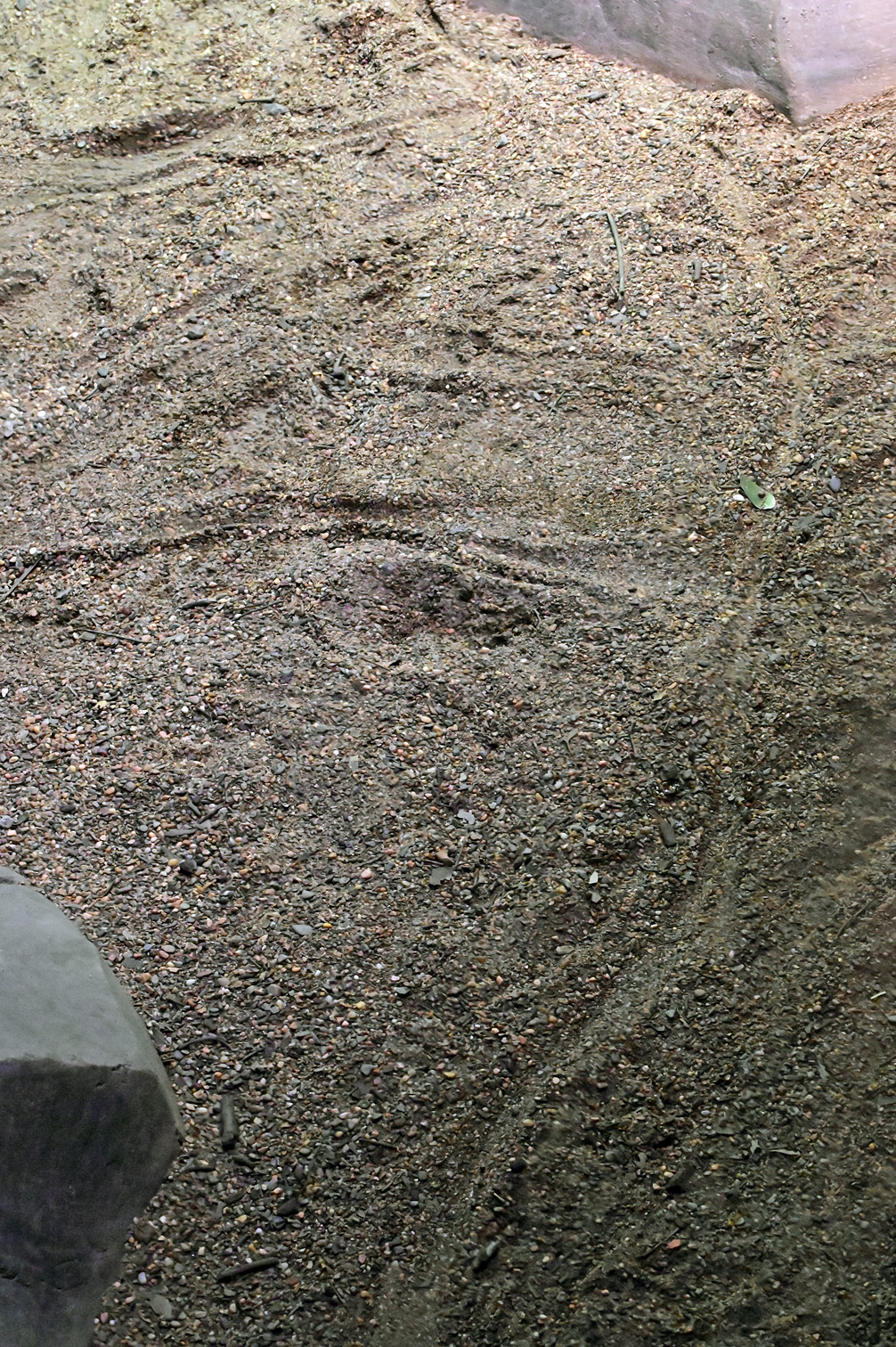Animal Tracking Quiz, Question 5 - Can you identify this animal track?