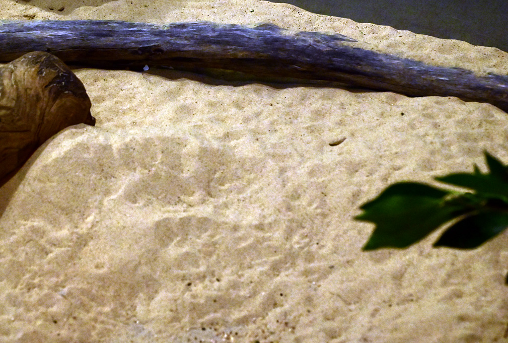 Animal Tracking Quiz, Question 5 - Can you identify this animal track?
