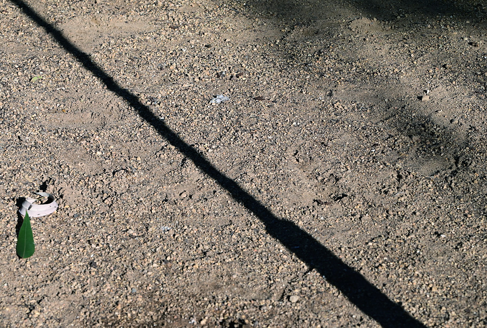 Animal Tracking Quiz, Question 10 - Can you identify this animal track?