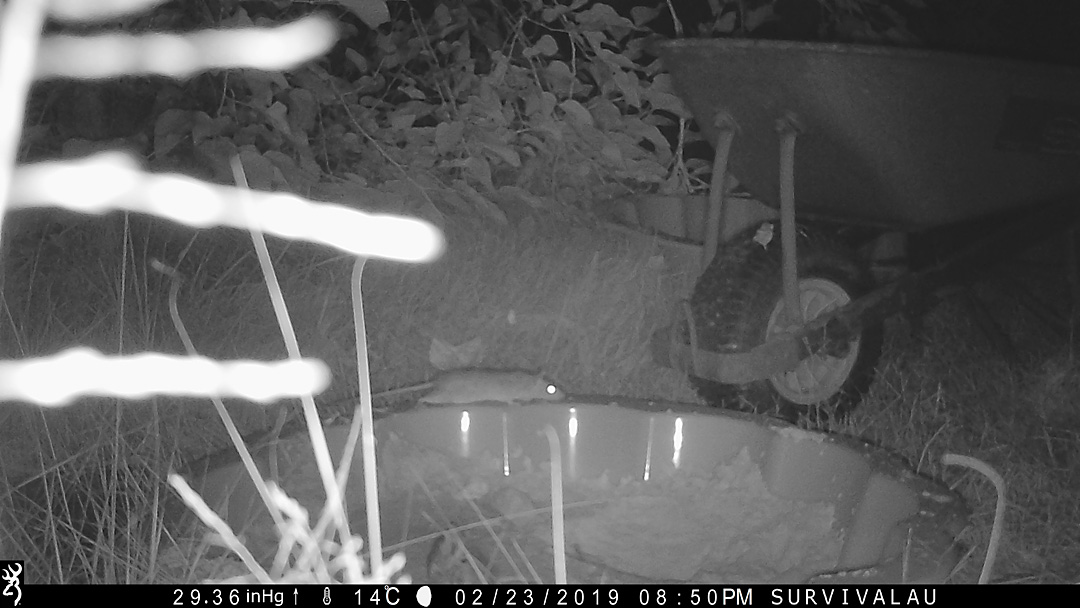 First photo of a moving animal in front of the trail camera - Make an Instant Tracking Box to Learn Animal Tracking - Survive.au