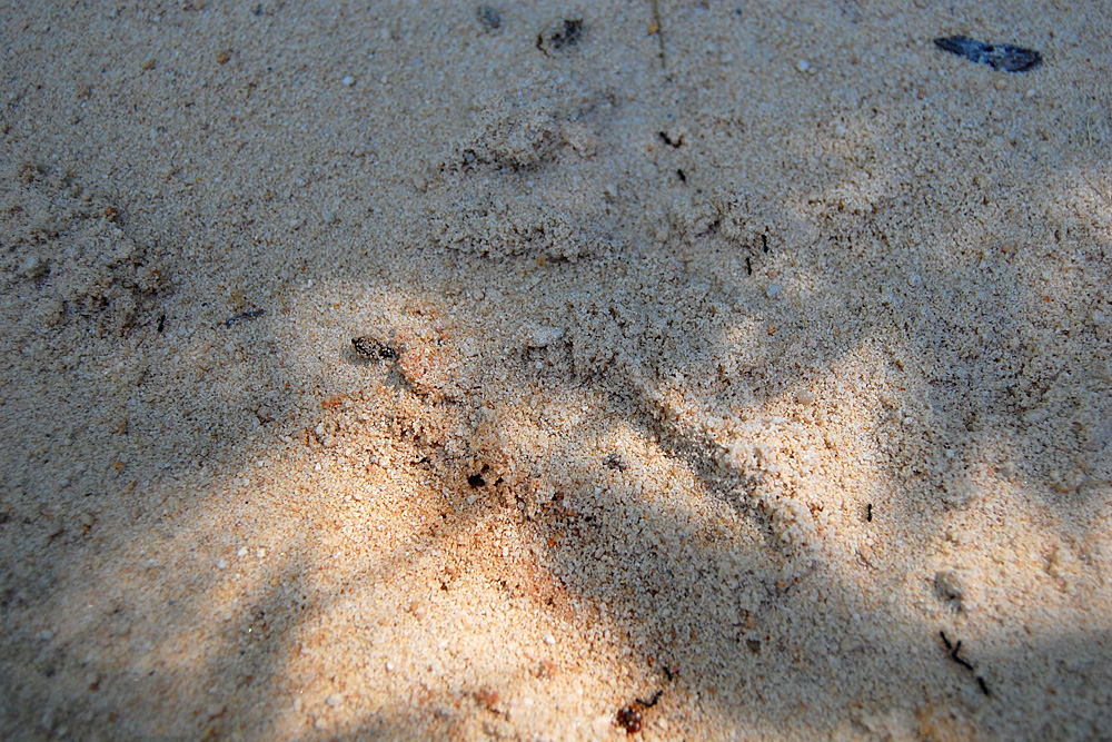 Results from the second setup of the clam-shell sandpit tracking box. These animal tracks are much smaller and less obvious than from the first setup of the tracking box - Make an Instant Tracking Box to Learn Animal Tracking - Survive.au