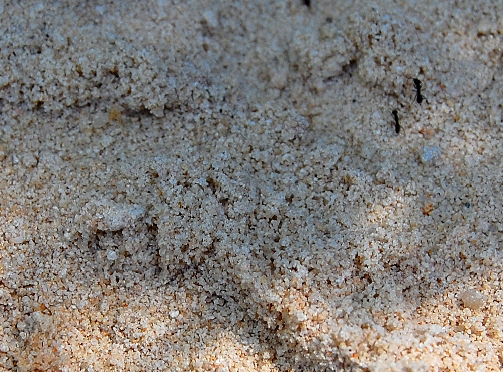 Close-up crop from the same photograph as shown above. You can see the approximate scale/size of the animal track by comparing with the size of the common small black ants - Make an Instant Tracking Box to Learn Animal Tracking - Survive.au
