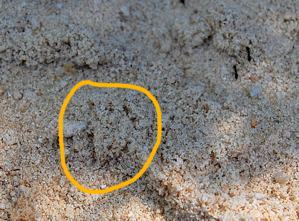 Highlighted close-up crop from the same photograph as shown above. You can see the approximate scale/size of the animal track by comparing with the size of the common small black ants - Make an Instant Tracking Box to Learn Animal Tracking - Survive.au