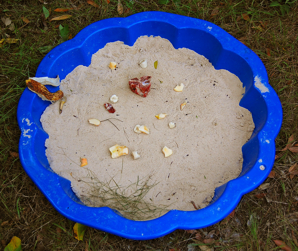 Second setup of the clam-shell sandpit tracking box - Make an Instant Tracking Box to Learn Animal Tracking - Survive.au